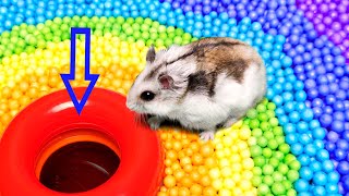 🐹 Hamster Escapes the Pool [upl. by Eive]