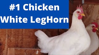 White Leghorn chickens  Best Egg Layers [upl. by Tezzil]