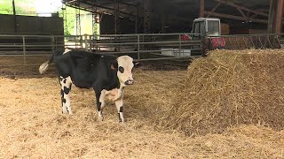 Le taurillon Etienne qui sest échappé de labattoir recueilli en Normandie [upl. by Ericksen]