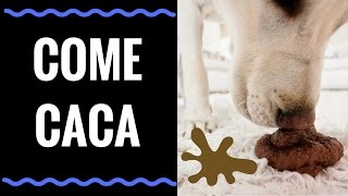 🎯Por qué los PERROS comen CACA ❓🎯Aprende  1  Tratamiento INFALIBLE para la COPROFAGIA CANINA🛑 [upl. by Sylera]