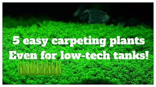 5 Easy LowTech Carpeting Plants For Your No Co2 Aquascape [upl. by Reed289]