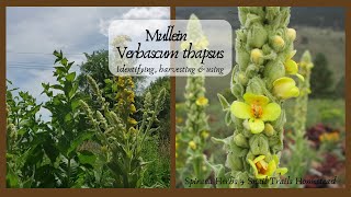 Lets Learn About Mullein Verbascum thapsus  Identifying harvesting and using [upl. by Fernyak]