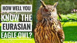 Eurasian EagleOwl  Description Characteristics and Facts [upl. by Fadden507]