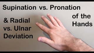 Supination vs Pronation Radial vs Ulnar Deviation of the Hand [upl. by Cai]