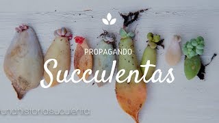 Como Propagar Suculentas por hoja paso a paso  How to propagate succulents step by step CC English [upl. by Nerreg]