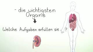 ORGANE DES MENSCHEN  ÜBERBLICK  Biologie  Biologie des Menschen Mittelstufe [upl. by Haida]