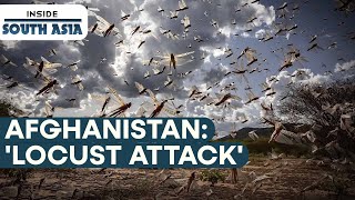 Afghanistan locust menace  Inside South Asia [upl. by Ezarras]