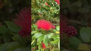 Powder puff plant 😃powderpuff flowers MusicFrom Humans for HumansMusicianPaul Werner plantslove [upl. by Siocnarf]