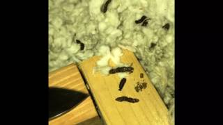 How to identify bat droppings in attic [upl. by Narrat969]