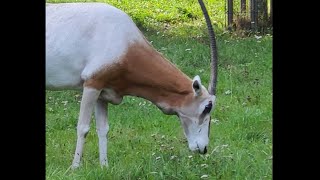 Scimitarhorned oryxOryks szablorogiСахарский орикс [upl. by Sedruol]