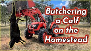 RAISING BEEF CATTLE FOR BEGINNERS – Butchering a Calf for Meat on the Homestead [upl. by Annoerb]