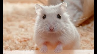 Hamsters Sound  happy animal sounds [upl. by Eddi913]