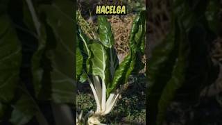 Que podemos SEMBRAR en NOVIEMBRE  🌱🥕🫛🥬noviembre cultivos huerto sembrar [upl. by Lennaj]