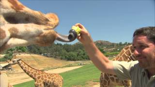 San Diego Zoo Kids  Giraffe [upl. by Nelav601]