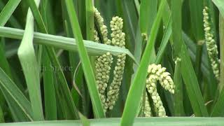 Kodo millet Paspalum scrobiculatum [upl. by Ennayd]