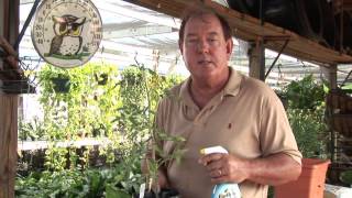 Natural Ways to Keep Bugs Off of Tomato Plants [upl. by Meuser]