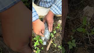 How to avoid being pricked by thorns shorts bushcraft outdoor survival viralvideo forest tips [upl. by Enaira]