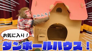 【人間の子供みたい】お猿のカイくん「自分の家」を作ってもらって大喜び！ [upl. by Vial]