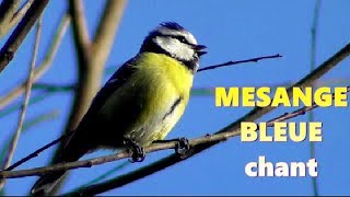 MESANGE BLEUE chant [upl. by Schulze215]