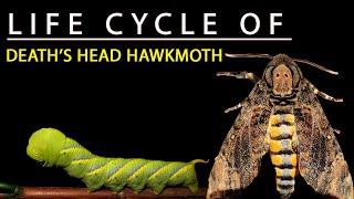 LIFE CYCLE OF DEATHS HEAD HAWK MOTH 🦋  Acherontia styx [upl. by Suisyola]