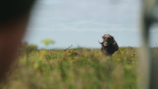 Waiting Game  Musk Ox [upl. by Anidualc536]