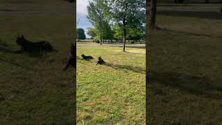 Off leash dog training available in New Jersey ASFK9 [upl. by Michael]