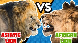 Asiatic Lion VS African Lion  Who Would Win [upl. by Nodmac]