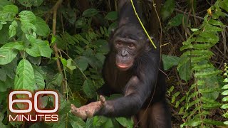 Bonobos  60 Minutes Archive [upl. by Ede]