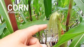 How to Hand Pollinating CORN [upl. by Ynej]