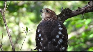 EÌpervier de Cooper jeune  Young Coopers Hawk [upl. by Nimzay]