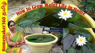 How to Grow Water Lily with Full Updates  அல்லி செடி வளர்ப்பது எப்படி  Lily Plant Growing Tips [upl. by Tillman]