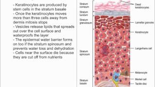 Keratinocytes [upl. by Nisior]