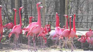 Flamingos at the National Zoo [upl. by Yer]