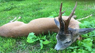 Kapitale Böcke zum Aufgang der Bockjagd [upl. by Sarat]