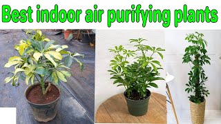 Low Maintenance Indoor Plants  low light plants  schefflera plant care Houseplants for Beginners [upl. by Earley]