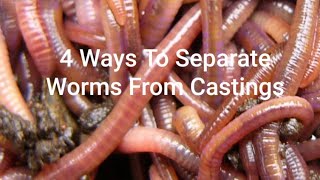 4 Ways To Separate Worms From Castings [upl. by Ilyk958]