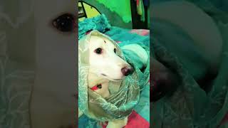 Aree yeh toh sch bol diya 😥😒💯 trending funny shorts dog [upl. by Aicenra]