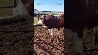 🔴 SIMMENTAL CATTLE ✅ Biggest Bulls And Cow [upl. by Chaffinch448]