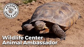 Desert Tortoise  Arizona Game and Fish Wildlife Center Animal Ambassador [upl. by Lowenstern]