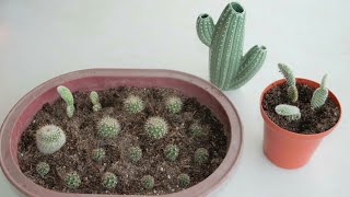 Cactus Propagation via Offsets amp Cuttings [upl. by Sedlik]