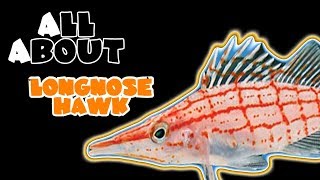 All About The Long Nose Hawkfish [upl. by Acinahs]