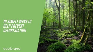 10 SIMPLE Ways To HELP PREVENT Deforestation [upl. by Nonad715]