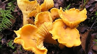 How to find Chanterelle Mushrooms in north Michigan Cantharellus cibarius [upl. by Diego51]