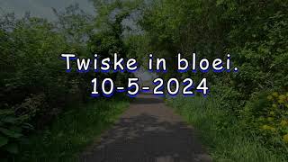 Nederland  fietsland Twiske in bloei 1052024 [upl. by Collette]