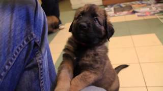 More Cute Leonberger Puppies [upl. by Fessuoy]