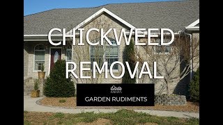 Chickweed Removal [upl. by Quent]