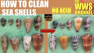 How to clean and polish shells  Seashell Collection [upl. by Cavanaugh]