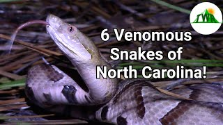 The Six Venomous Snakes of North Carolina How To Identify A Venomous Snake [upl. by Ariaes]