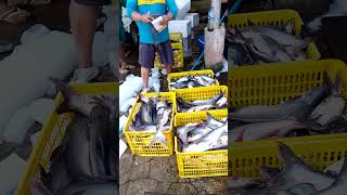 Ikan besar 1kg up per ekor shorts [upl. by Eseilenna]