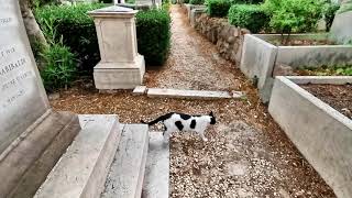 Cimitero acattolico Roma fra i primi luoghi in Europa dove dare sepoltura a chi è di unaltra fede [upl. by Marzi]